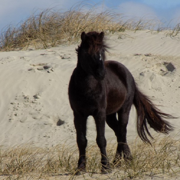 Corolla Horses and Center for Wildlife Education - Webpage Image