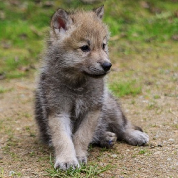 At just four weeks old, pups begin to exercise their voices with short, high-pitched howls that gain in strength. Their heads and paws are also disproportionately larger than their bodies.