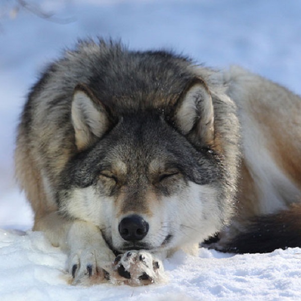 Since 1989, the International Wolf Center has been managing captive wolves as the core component of ‘teaching the world about wolves’. The goal is to educate the public about wolves, so the public is informed when it comes to making decisions about wolf management.
