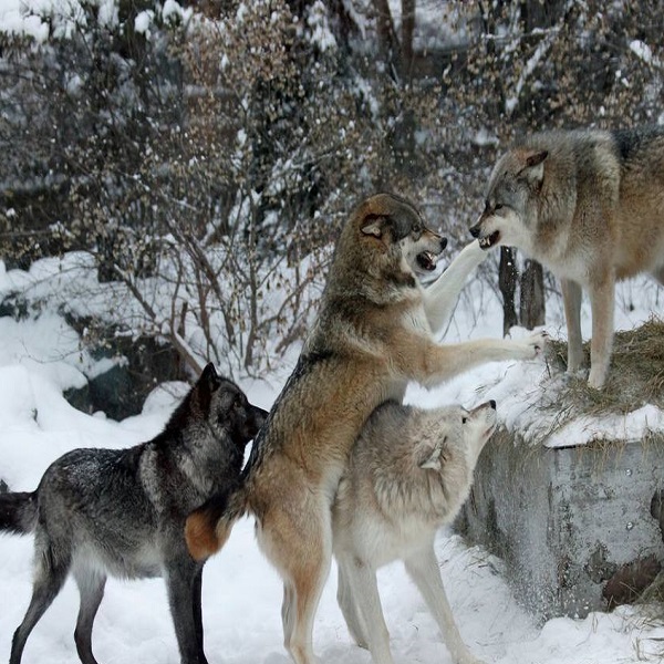 The IWC has two wolf packs, the Exhibit Pack and the Retired Pack. When older wolves are “tested” by younger wolves, the managers of the Center must decide when to move the older wolves to the Retired Pack.