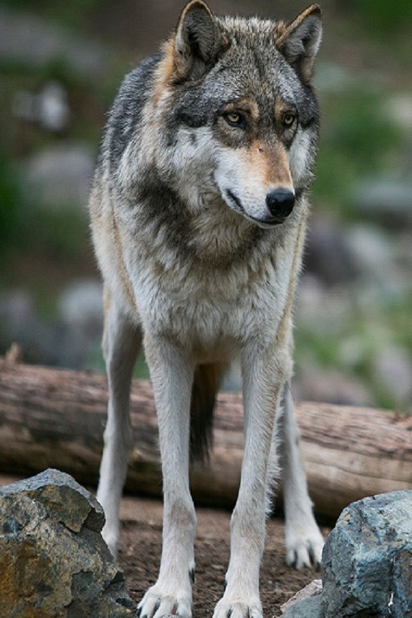 International Wolf Center - Display Image
