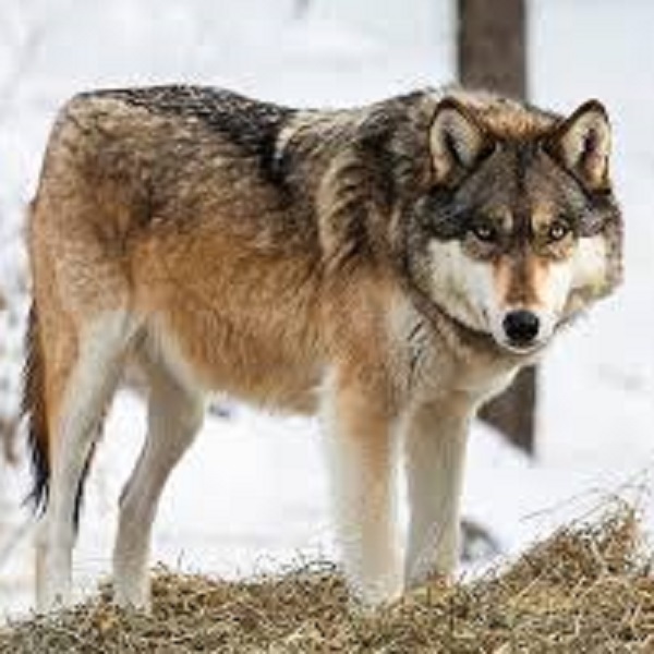 International Wolf Center - Webpage Image