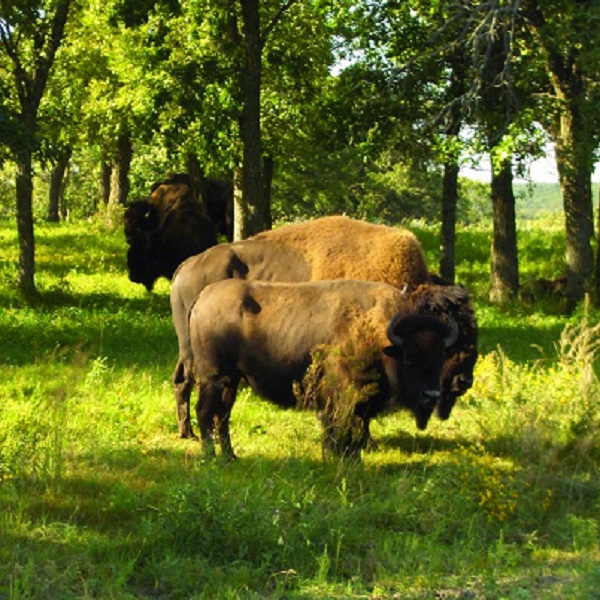 White Horse Hill is the home of a couple of dozen bison, elk, and a large deer population, plus a range of birds, and prairie dogs.
