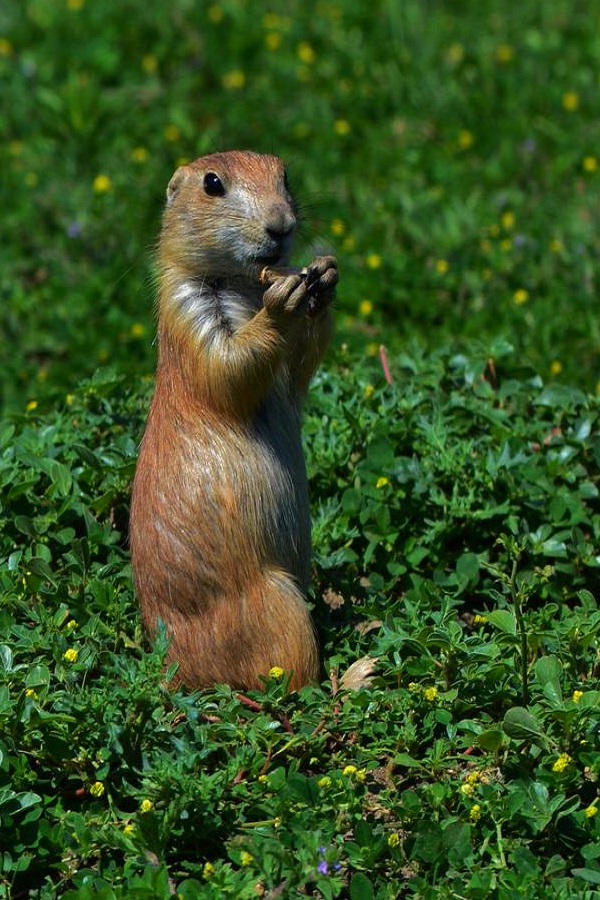 White Horse Hill National Game Preserve     - Display Image