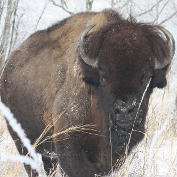 White Horse Hill National Game Preserve     - Webpage Image