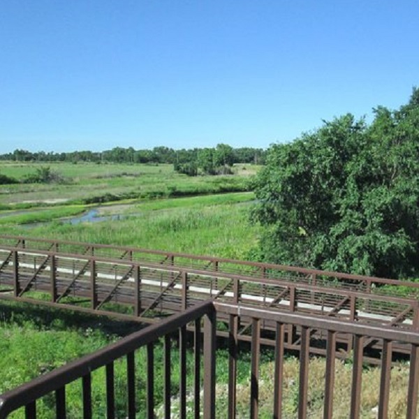 Several different crane species as well as other waterfowl are drawn by the hundred of millions to the marshes of the Platte River in Nebraska.