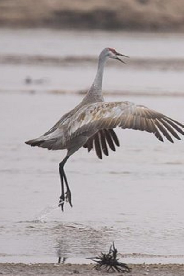 The Crane Trust - Display Image