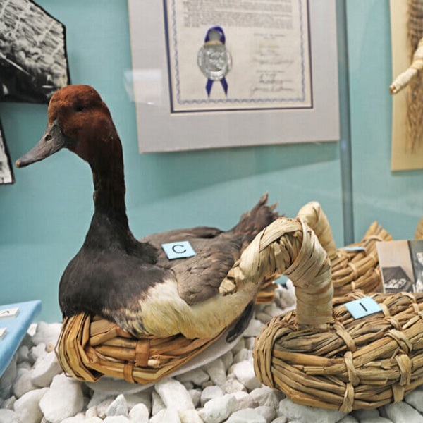 Hundreds of artifacts were found in the cave, including eleven well-preserved duck decoys.