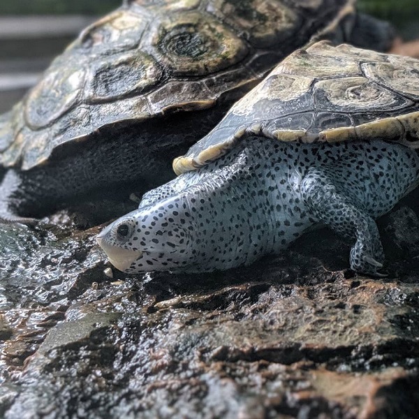 Diamondback terrapin soaking up the sun! Terrapins spend most of their time in the water swimming, and typically will only go on land to lay eggs!