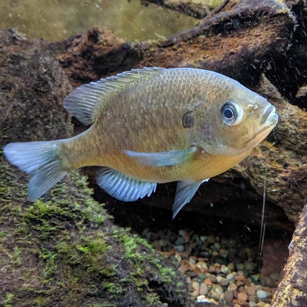 Cold Spring Harbor Fish Hatchery and Aquarium - Webpage Image