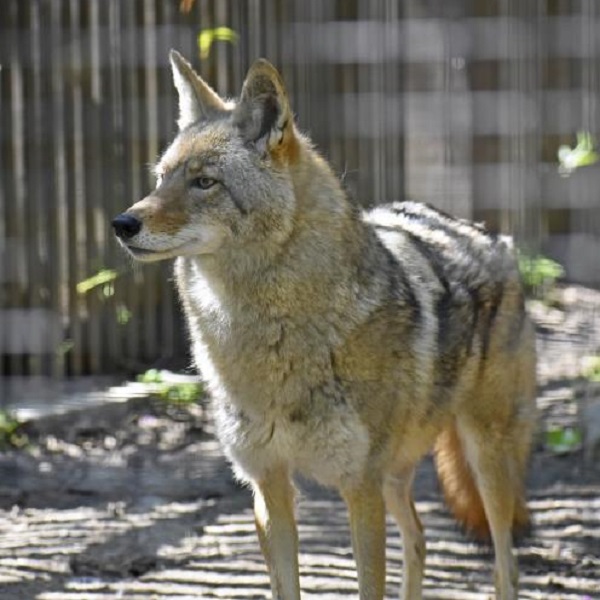 Brukner Nature Center is home to over 50 wildlife ambassadors, rescued sick or injured native Ohio species that can no longer survive in the wild.  Visitors can meet them in indoor and outdoor exhibits.