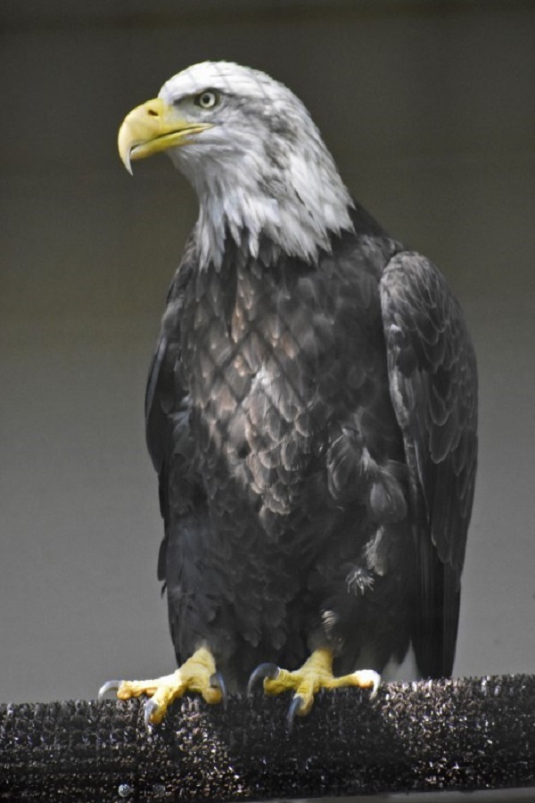 Brukner Nature Center  - Display Image