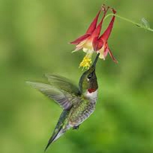 Brukner Nature Center  - Webpage Image
