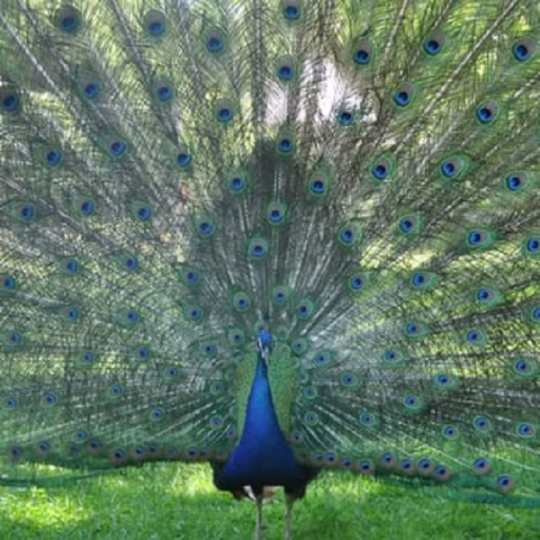 Visitors are welcomed by a variety of unfenced animals.