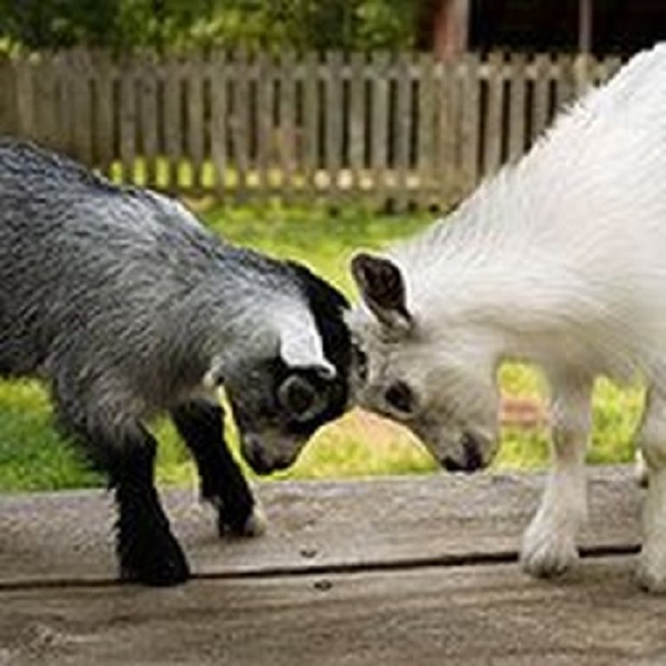 Baby goats are by far the most popular petting zoo residents.
