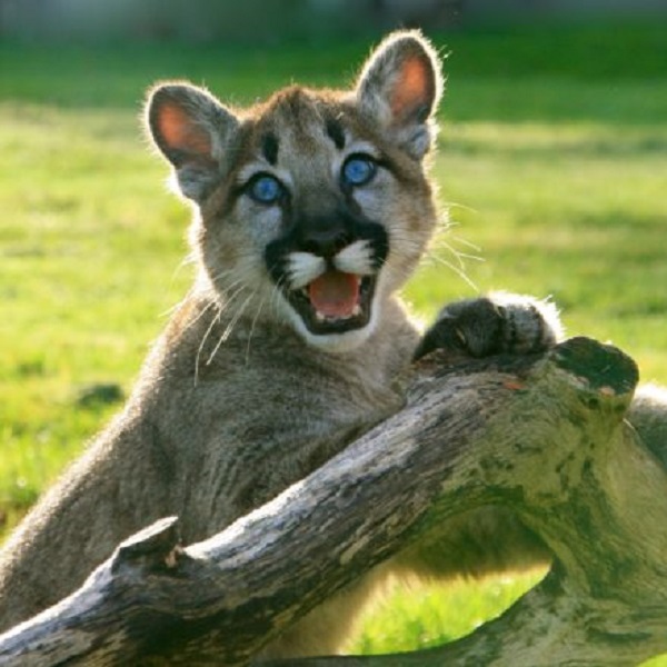 This is Whistler as a cougar cub. He was born in 2016 at the Great Cats World Park, and now acts as an ambassador, traveling around the United States to teach people about conservation, preservation, and the planet's top predators. 