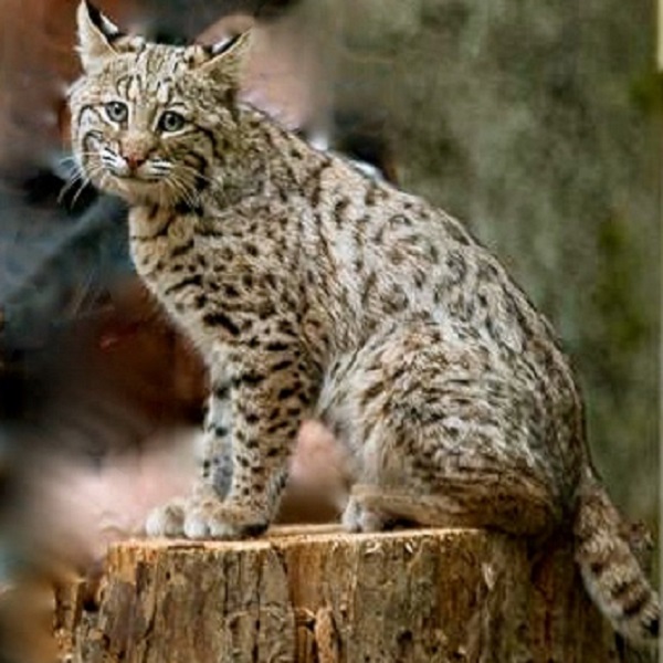 Turbo is a Bobcat, native to North America. Bobcats are most similar to domestic cats, although they can reach three times the size of a house cat, and they have tufted ears.