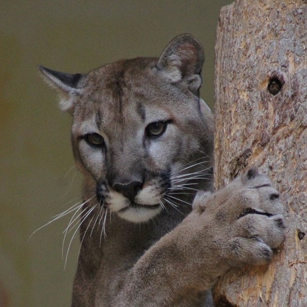 Whistler, is a Puma. Also known as mountain lions, cougars, panthers, red tigers and catamounts, pumas are found over most of western North America, Central America and South America. Their coloring ranges from a pale tan to a dark brown or black.