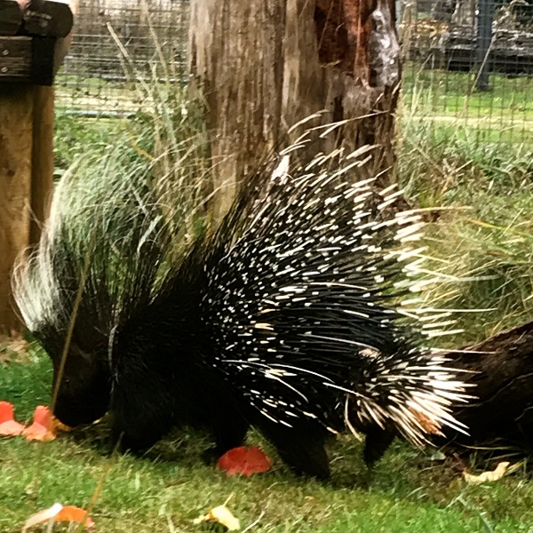 Representing non-cat animals at Great Cats World Park, Pike is an African Crested Porcupine, born in 2017. Pike can be seen roaming the park and greeting visitors.