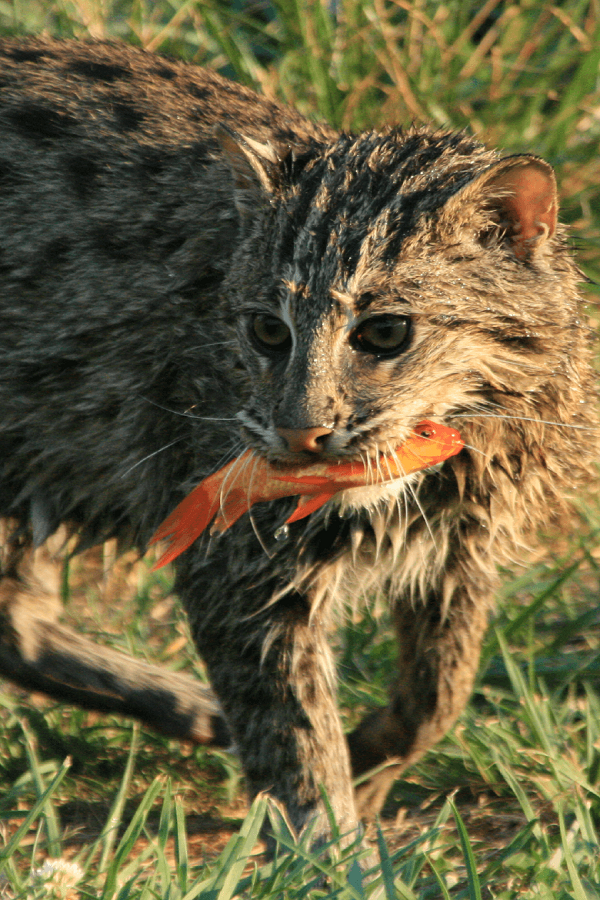 Great Cats World Park  - Display Image