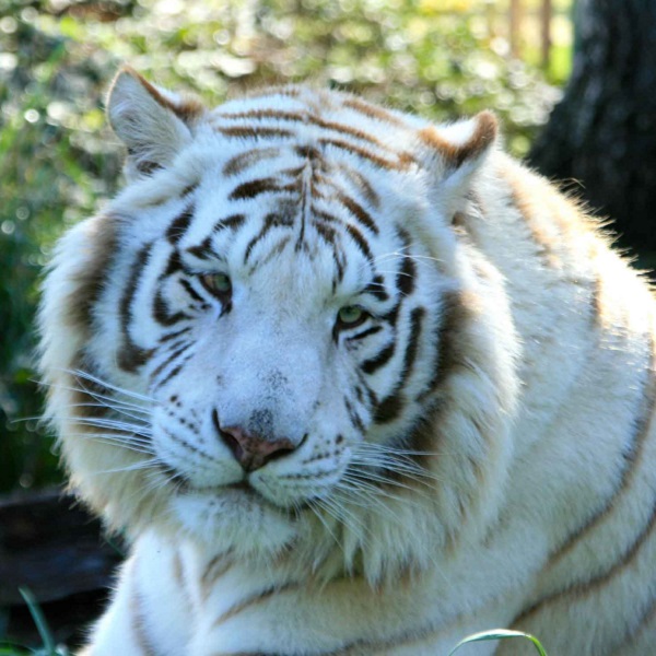 Great Cats World Park  - Webpage Image