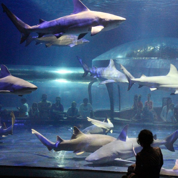 The shark tank at the Oklahoma Aquarium in Jenks is 58,000 gallons. Visitors can participate in such programs as Swimming with the Sharks, and Sleeping Among the Fish.