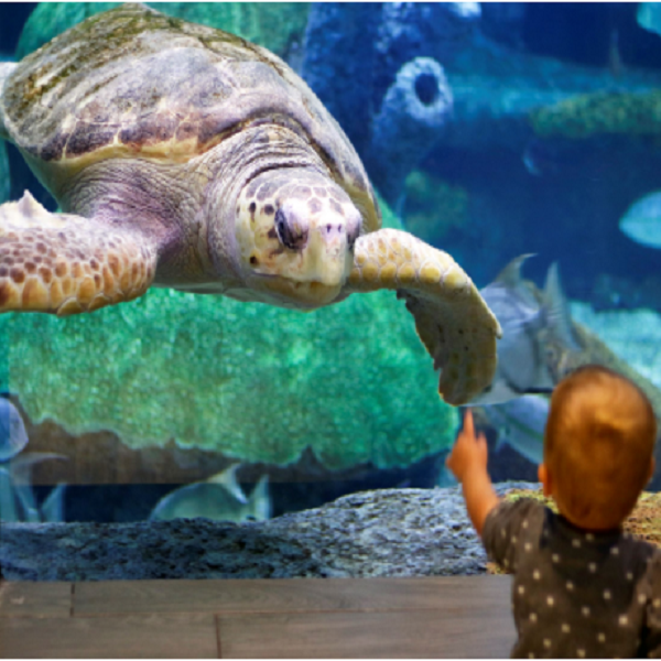 Oklahoma Aquarium    - Webpage Image