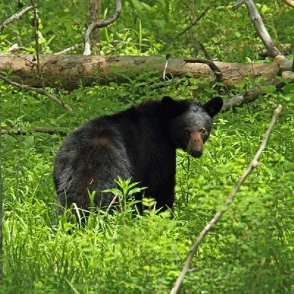 Pigeon Forge has an abundance of outdoor activities, including Class 4 rafting on the Little Pigeon River.