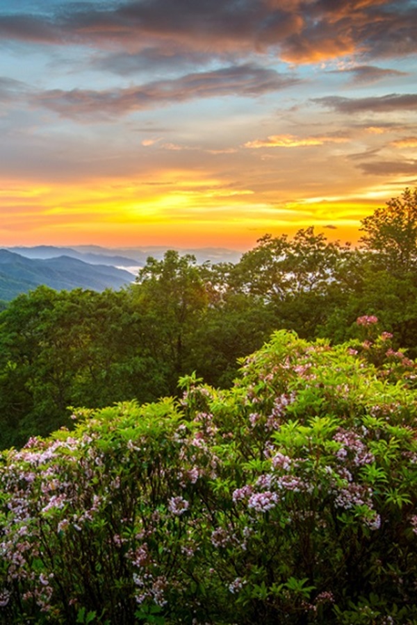 Pigeon Forge Chamber of Commerce      - Display Image