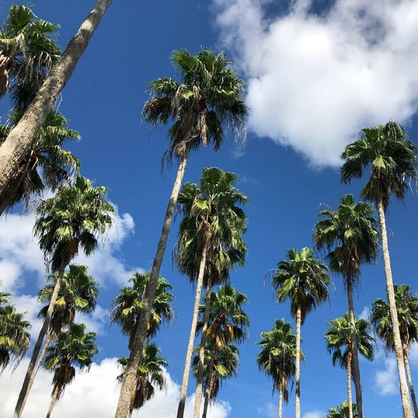 Texas is not known for its palm trees, but all 20 counties on the trail have them. 