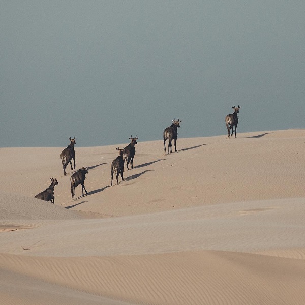 Nilgai, antelopes from Asia, were imported in 1924, and now roam feral in the dunes near King Ranch. 