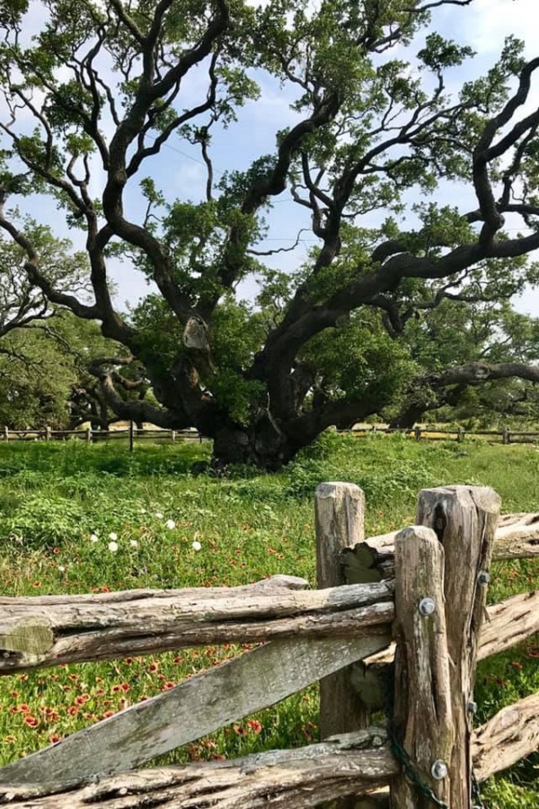 Texas Tropical Trail  - Display Image