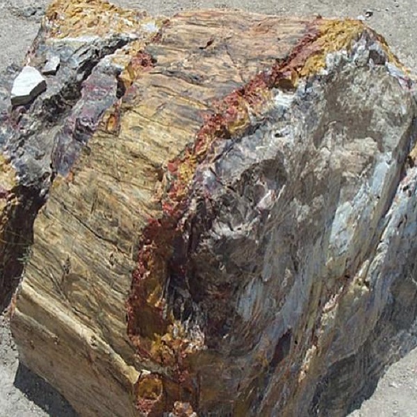  Mineral-rich groundwater infused the wood with vivid hues—iron oxides producing reds and yellows, manganese blues and purples—creating spectacular rainbow-like forests.
