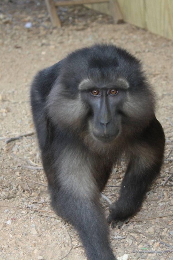 Luray Zoo  - Display Image
