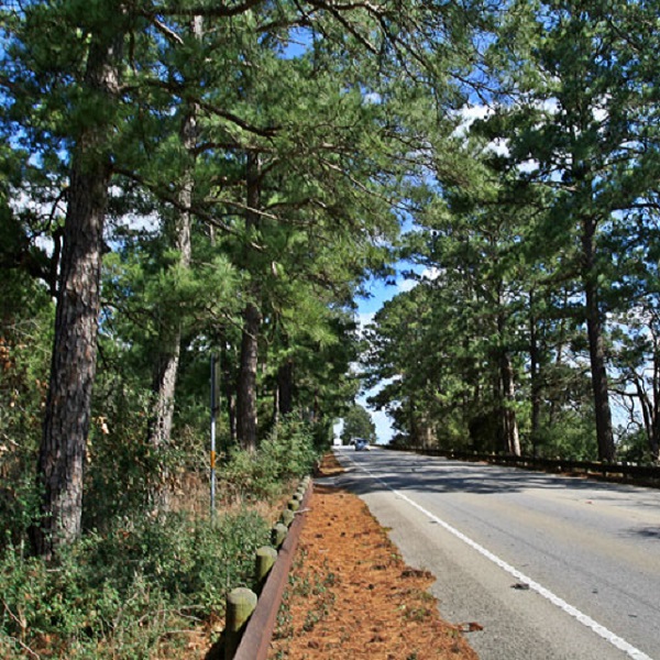 The Lost Pine Forest is a unique cultural and scientific anomaly with many outdoor opportunities. 