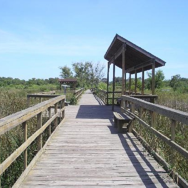 The Freeport Wetlands Trail & Bird Observatory visitors can see hundreds of ducks and geese at its freshwater marshes. 