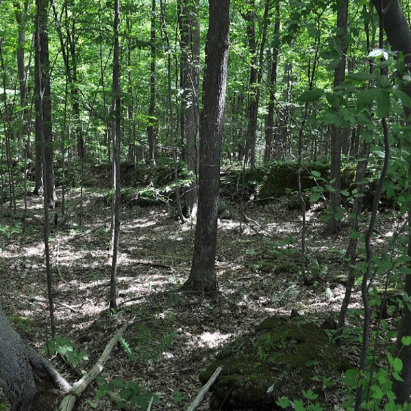 Once used as farming land, Niquette Bay State Park is now heavily forested. 