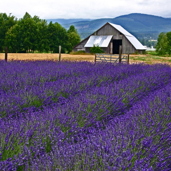  Sequim is known as the “Lavender Capitol of the World” due to the number of acres of lavender grown. 