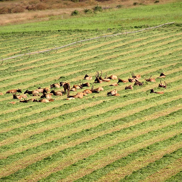 Olympic Elk herds wander in great number throughout the Sequim countryside.