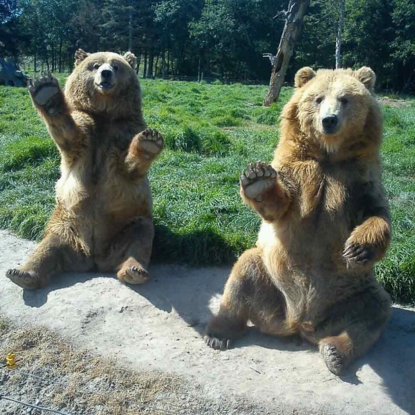 The Olympic Game Farm is famous for its waving bears. Here, two black bears are hoping to get visitors to throw bread for them.