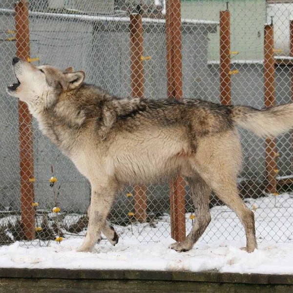 The Game Farm features wildlife native to the Pacific Northwest, including Grey Wolves.