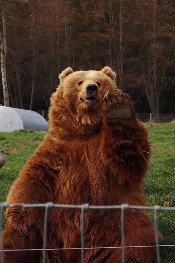 Olympic Game Farm - Display Image