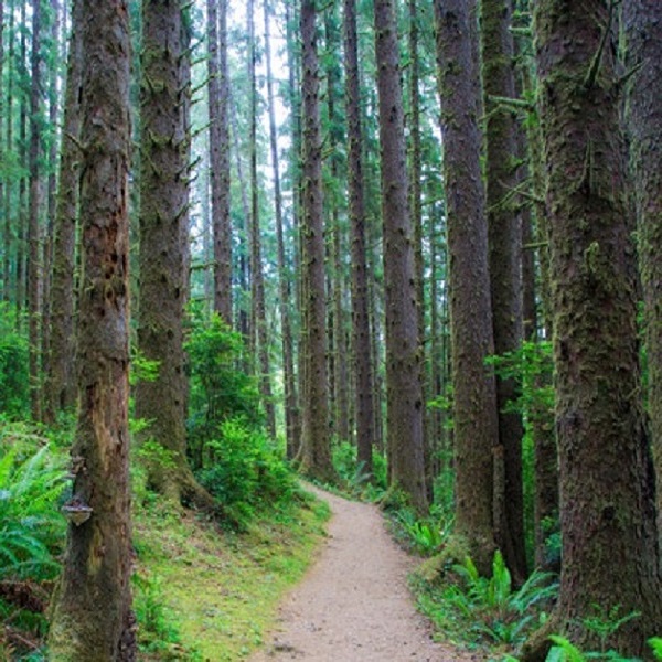 Miles of hiking trails through the forests of the Pacific Northwest are available in and around the lake. 