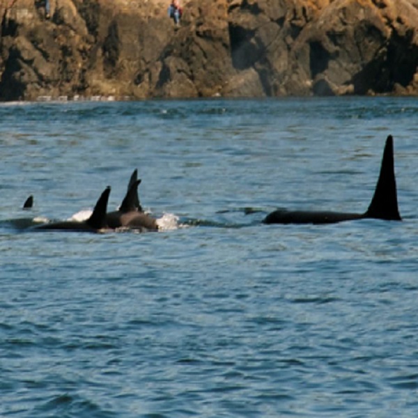 Patos Island is part of the San Juan Islands National Monument and offers opportunities for outdoor recreation, including hiking, camping, and wildlife viewing.