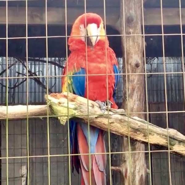 The zoo offers visitors a variety of experiences, including animal shows, an after-hours private tour of the facility, and a Junior Zookeepers program.