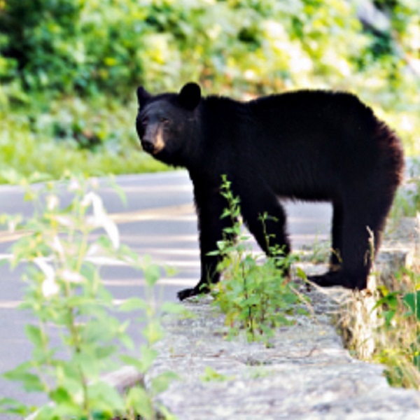 Black bears and deer frequently cross Skyline Drive and drivers should be aware of their presence. 