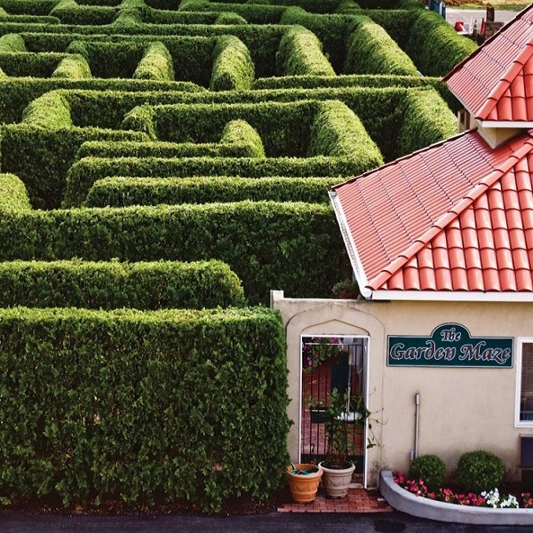 Over 1500 Evergreen hedges create a half-mile pathway in the Garden Maze. 