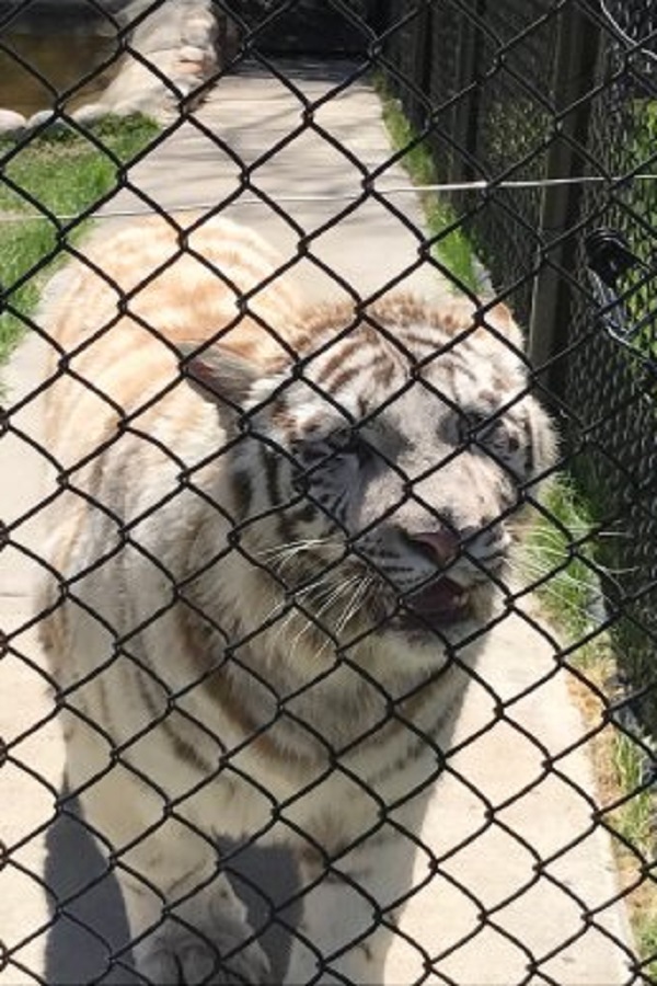 Wildwood Wildlife Park Zoo & Safari - Display Image