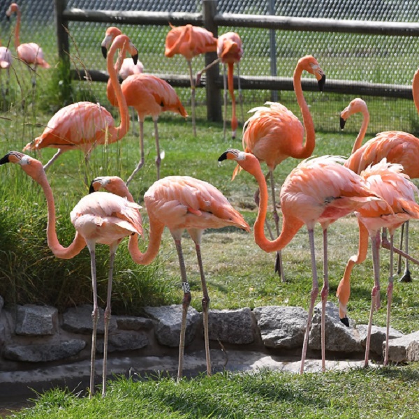Wildwood Wildlife Park Zoo & Safari - Webpage Image