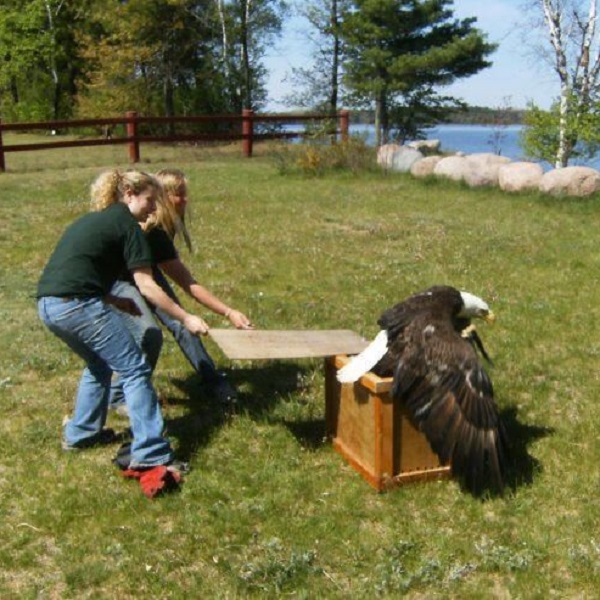 Northwood Wildlife Center staff release animals back into nature after their rehabilitation.